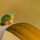 Hyla intermedia