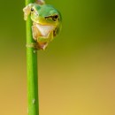 Hyla intermedia vert