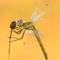 Sympetrum fonscolombii