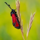 Zygaena porpurea