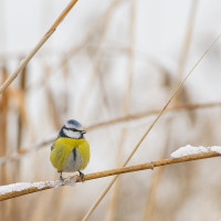 Cinciarella innevata