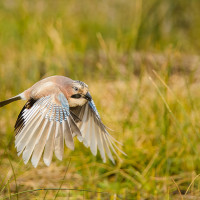 Volo radente