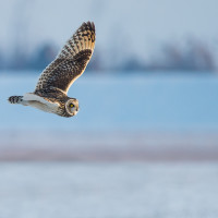 Gufo di palude (Short-eared Owl )