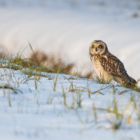 Gufo di palude a terra (Short-eared Owl )