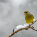 Verdone (Carduelis chloris)