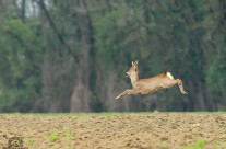 Capriolo in salto