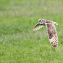 Gufo di Palude in volo