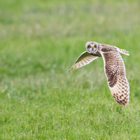 Gufo di Palude in volo