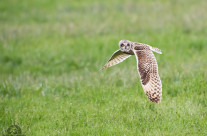 Gufo di Palude in volo