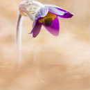 Pulsatilla