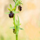 Ophrys sphegodes