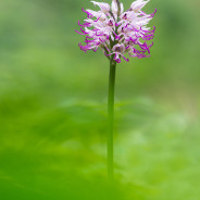 Orchis simia