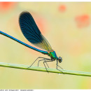 Calopteryx splendens