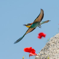 In volo tra i papaveri