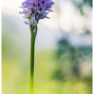 Orchis Tridentata