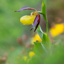 Cypripedium calceolus