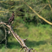 Acquila crestata (Kenya)