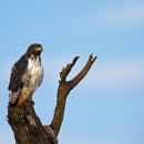 Augur buzzard (Lake Nakuru – Kenya)