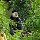 Colobus guereza