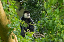 Colobus guereza