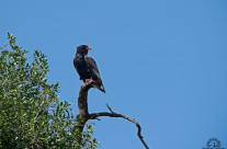 Falco giocoliere – Kenya