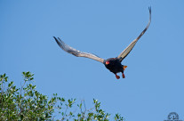 Falco giocoliere in volo – Kenya