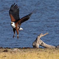 African Fish Eagle in volo (Kenya-Amboseli 2013)