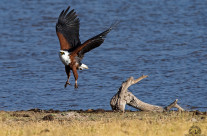 African Fish Eagle in volo (Kenya-Amboseli 2013)