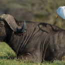 Il bufalo e l’airone guardabuoi