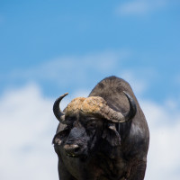 Bufalo in cielo