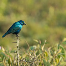 Greater Blue-eared Starling (Kenya)