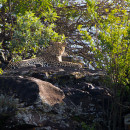 Leopardo a Nakuru