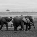 Una passeggiata tra amici