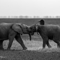 Piccoli di elefante in gioco