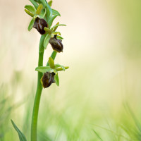 Ophrys sphegodes