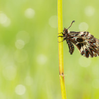 Zerynthia polyxena