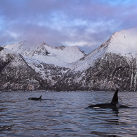 Mamma e cucciolo di orca